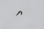 Eagle or Osprey?