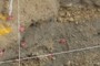 Fault Close-up