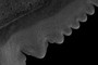 Serrations