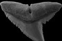 Lateral tooth