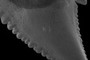 Serrations