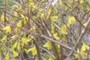 forsythia