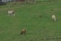 Cows?