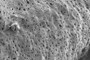 Root vessels