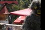 Yeti