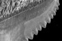 Serrations
