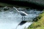 Egret