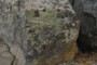 Lichens
