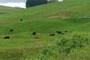 Cattle
