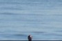 Surfer head