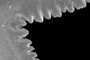 Shoulder serrations
