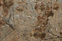 123747-210x140