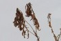 Weeds