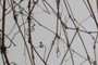 Tendrils