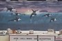 Orca's