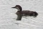 What kind of bird is it?