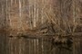 Small clump of trees