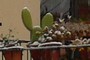 Mickey Mouse cactus?