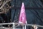 Pink Umbrella