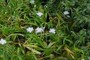 Small flowers