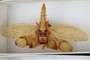 Saw-tooth fulgorid