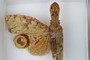 Lanternfly (peanut-head bug): Fulgora sp.