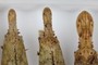 3 Fulgora sp.
