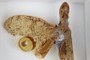 Lanternfly (peanut-head bug): Fulgora sp.