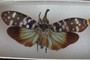 Spread wings: Laternaria