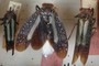 Wax filaments