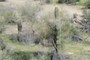 Saguaro 1 and 2