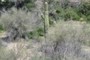 Saguaro 3