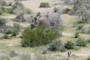 Creosote bush