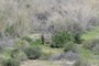 Cactus carcass