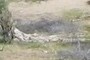 Multi-armed saguaro carcass