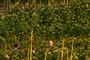 tobacco field