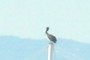 Pelican