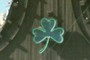 Clover