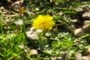 Yellow Flower