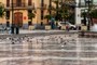 Some birds..