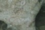 Sun spider?
