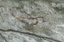 Another bird-like image