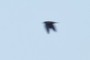 Bird in flight