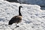 Goose what thinks it's a flamingo