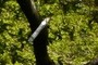 tree tag