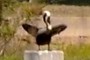 A duck?