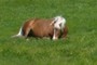 Happy Horse