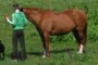 Visitor in the pasture