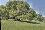 Interior live oak (Quercus wislenzii) is one of the two common oaks in the Sierra foothills of California.