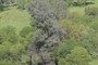 Foothill pine (Pinus sabiniana)